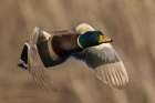 Mallard Drake in Flight Art Print